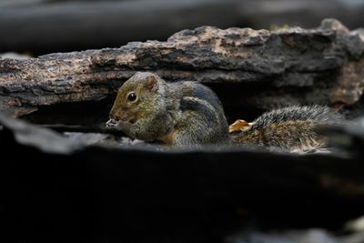 INDOCHINESE GROUND SQUIRREL - Menetes berdmorei -