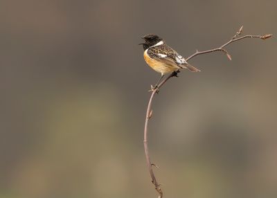 ROODBORSTTAPUIT - Saxicola rubicola - EUROPEAN STONECHAT