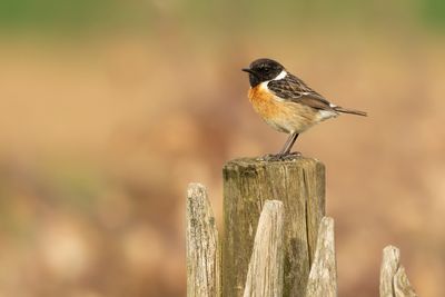 ROODBORSTTAPUIT - Saxicola rubicola - EUROPEAN STONECHAT