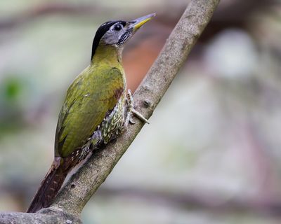 LACED WOODPECKER - Picus vittatus - GROTE SCHUBBUIKSPECHT - PIC MÉDIASTIN
