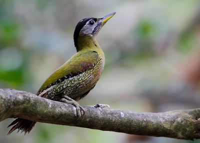 LACED WOODPECKER - Picus vittatus - GROTE SCHUBBUIKSPECHT - PIC MÉDIASTIN