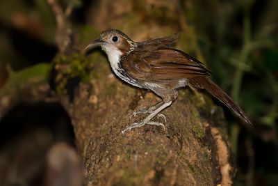 LARGE SCIMITAR BABBLER - Erythrogenys hypoleucos - GROTE KRUIPLIJSTER - POMATORHIN À LONG BEC