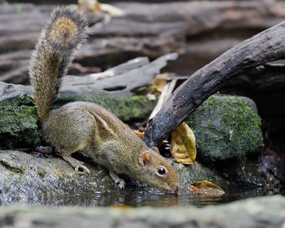 INDOCHINESE GROUND SQUIRREL - Menetes berdmorei -