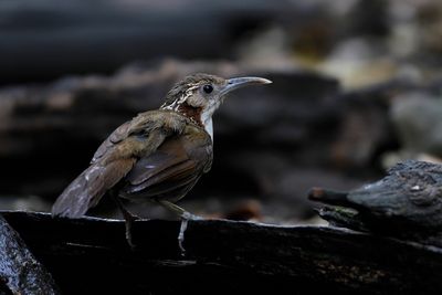 LARGE SCIMITAR BABBLER - Erythrogenys hypoleucos - GROTE KRUIPLIJSTER - POMATORHIN À LONG BEC'