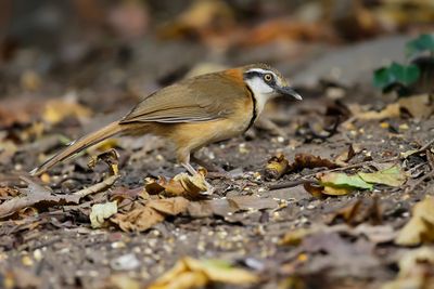 LESSER NECKLACED LAUGHINGTHRUSH - Garrulax monileger - WITBEFLIJSTERGAAI - GARRULAXE À COLLIER