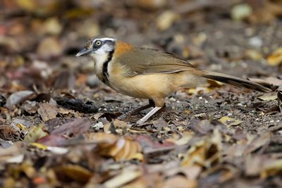 LESSER NECKLACED LAUGHINGTHRUSH - Garrulax monileger - WITBEFLIJSTERGAAI - GARRULAXE À COLLIER