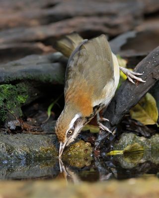 LESSER NECKLACED LAUGHINGTHRUSH - Garrulax monileger - WITBEFLIJSTERGAAI - GARRULAXE À COLLIER