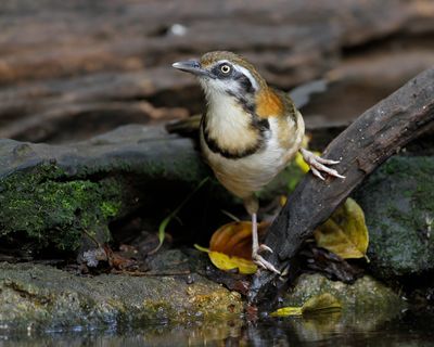 LESSER NECKLACED LAUGHINGTHRUSH - Garrulax monileger - WITBEFLIJSTERGAAI - GARRULAXE À COLLIER