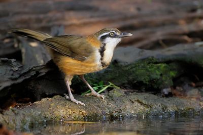 LESSER NECKLACED LAUGHINGTHRUSH - Garrulax monileger - WITBEFLIJSTERGAAI - GARRULAXE À COLLIER