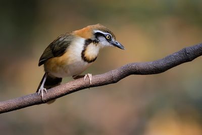 LESSER NECKLACED LAUGHINGTHRUSH - Garrulax monileger - WITBEFLIJSTERGAAI - GARRULAXE À COLLIER