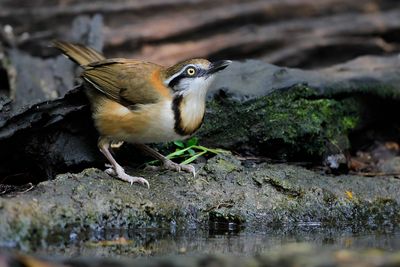 LESSER NECKLACED LAUGHINGTHRUSH - Garrulax monileger - WITBEFLIJSTERGAAI - GARRULAXE À COLLIER