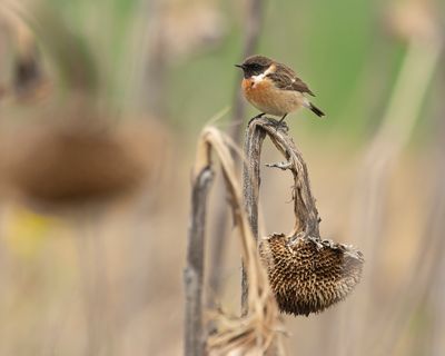 ROODBORSTTAPUIT - Saxicola rubicola - EUROPEAN STONECHAT