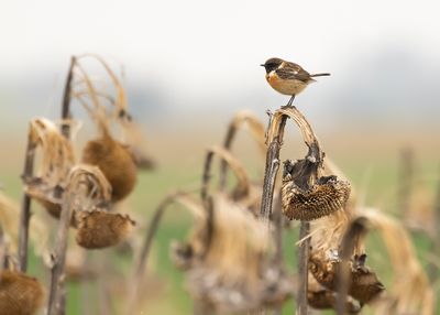 ROODBORSTTAPUIT - Saxicola rubicola - EUROPEAN STONECHAT