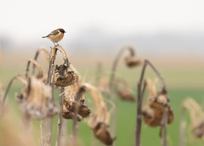 ROODBORSTTAPUIT - Saxicola rubicola - EUROPEAN STONECHAT