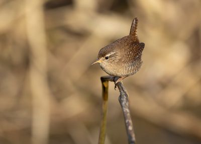 WINTERKONING - Troglodytes troglodytes - EURASIAN WREN