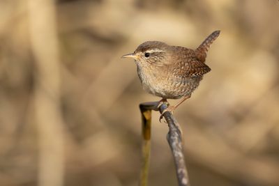 WINTERKONING - Troglodytes troglodytes - EURASIAN WREN