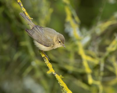 TJIFTJAF - Phylloscopus collybita - COMMON CHIFFCHAFF