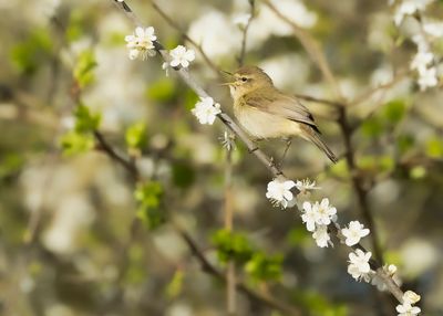 TJIFTJAF - Phylloscopus collybita - COMMON CHIFFCHAFF