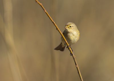 TJIFTJAF - Phylloscopus collybita - COMMON CHIFFCHAFF