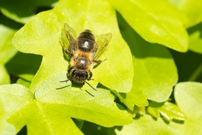 MEIDOORNZANDBIJ - Andrena scotica - CHOCOLATE MINING BEE