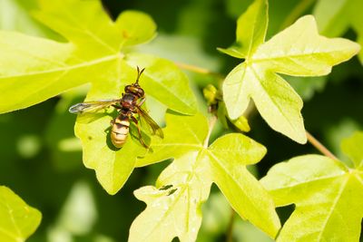 HOORNAARBLAASKOP - Conops vesicularis -