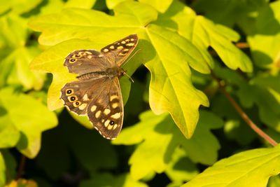 BONT ZANDOOGJE - Pararge aegeria - SPECKLED WOOD