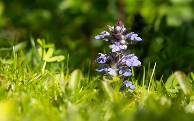 KRUIPEND ZENEGROEN - Ajuga reptans - BUGLE