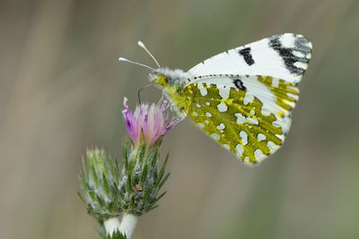 OOSTELIJK MARMERWITJE - Euchloe ausonia - EASTERN DAPPLED WHITE