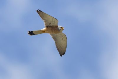 KLEINE TORENVALK - Falco naumanni - LESSER KESTREL