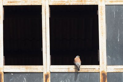 KLEINE TORENVALK - Falco naumanni - LESSER KESTREL
