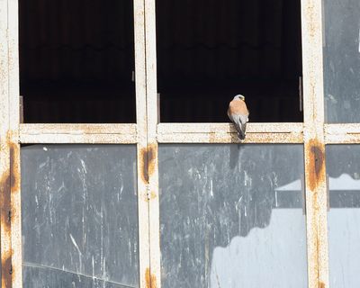 KLEINE TORENVALK - Falco naumanni - LESSER KESTREL