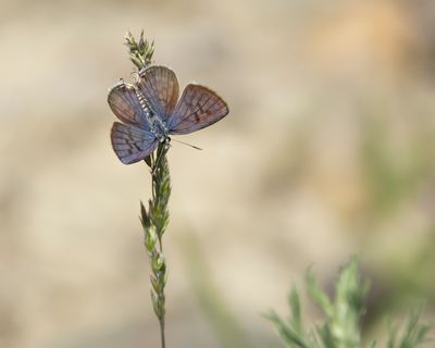 KLEIN CHRISTUSDOORNBLAUWTJE - Tarucus balkanicus - LITTLE TIGER BLUE