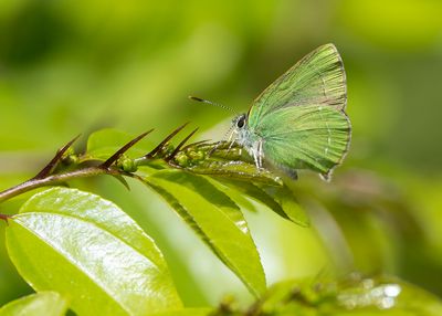 OOSTELIJK GROENTJE - Callophrys chalybeitincta - SOVINSKY'S GREEN HAIRSTREAK