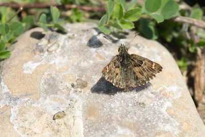 KAASJESKRUIDDIKKOPJE - Carcharodus alceae -MALLOW SKIPPER