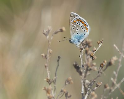 ICARUSBLAUWTJE - Polyommatus icarus - COMMON BLUE
