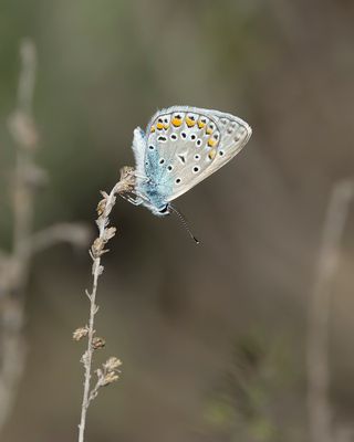 ICARUSBLAUWTJE - Polyommatus icarus - COMMON BLUE
