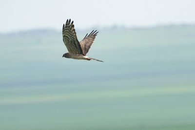 GRAUWE KIEKENDIEF - Circus pygargus - MONTAGU'S HARRIER