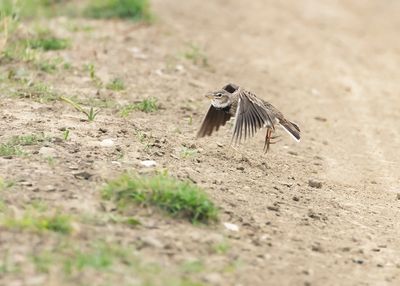 KALANDERLEEUWERIK - Melanocorypha calandra - CALANDRA LARK