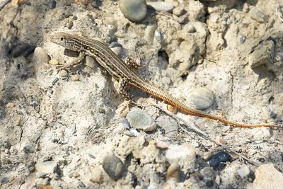 SCHREIBERS FRANJETEENHAGEDIS - Acanthodactylus schreiberi - SCHREIBER'S FRINGE-FINGERED LIZARD