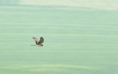 GRAUWE KIEKENDIEF - Circus pygargus - MONTAGU'S HARRIER