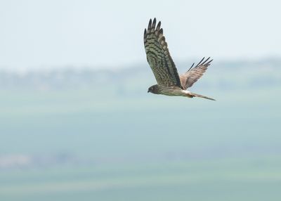 2J3GRAUWE KIEKENDIEF - Circus pygargus - MONTAGU'S HARRIERA6420.jpg