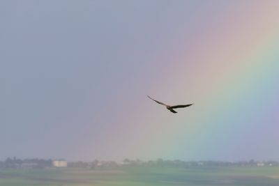 GRAUWE KIEKENDIEF - Circus pygargus - MONTAGU'S HARRIER