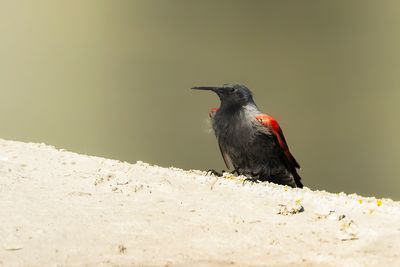 ROTSKRUIPER - Tichodroma muraria - WALLCREEPER