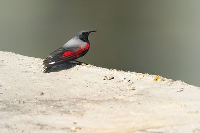 ROTSKRUIPER - Tichodroma muraria - WALLCREEPER