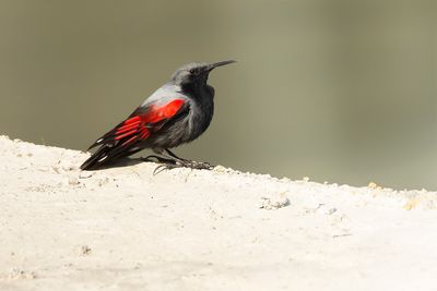 ROTSKRUIPER - Tichodroma muraria - WALLCREEPER