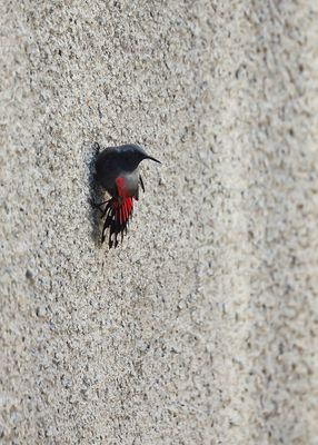 ROTSKRUIPER - Tichodroma muraria - WALLCREEPER
