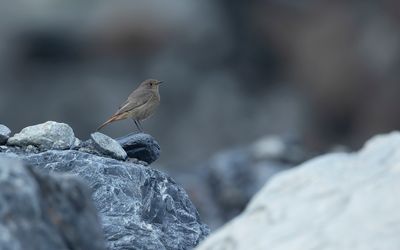 OOSTERSE ZWARTE ROODSTAART - Phoenicurus ochruros phoenicuroides - EASTERN BLACK REDSTART