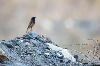 OOSTERSE ZWARTE ROODSTAART - Phoenicurus ochruros phoenicuroides - EASTERN BLACK REDSTART