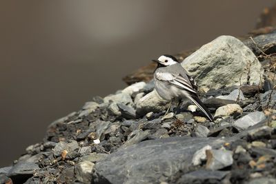 WITTE KWIKSTAART - Motacilla alba - WHITE WAGTAIL