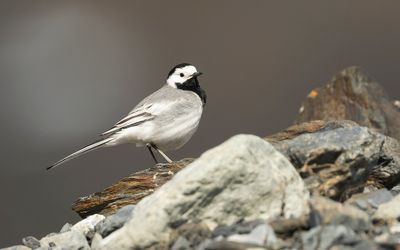 WITTE KWIKSTAART - Motacilla alba - WHITE WAGTAIL